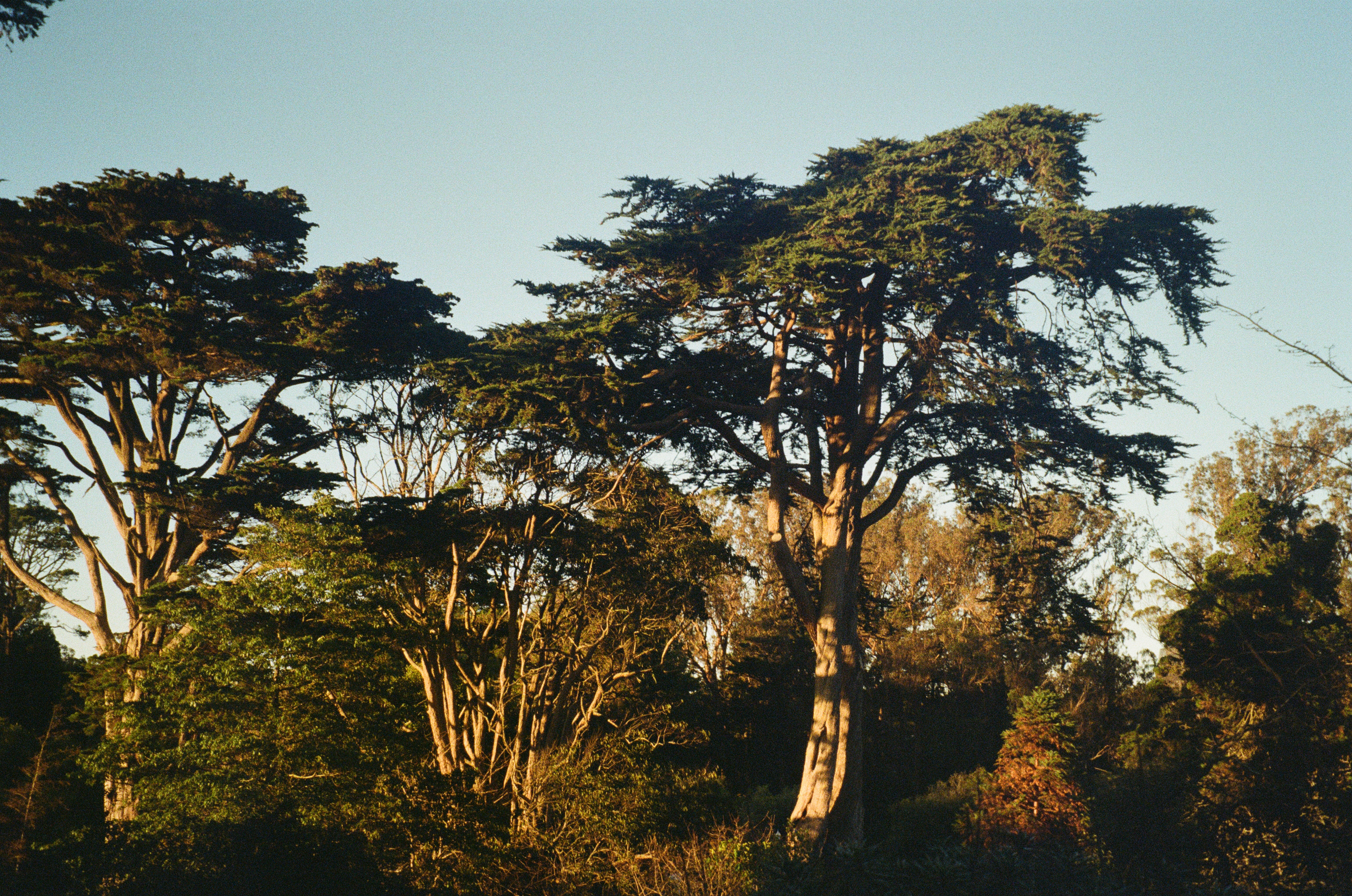 Sunlit trees in golden hour